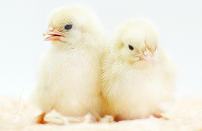 bob综合体育平台官网:抗洪保粮有新招 “飞地”育秧抢农时